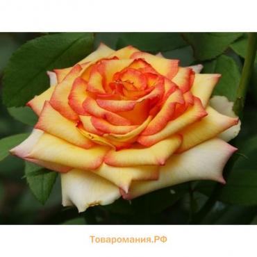 Саженец розы Амбианс,  Весна 2024, 1 шт.