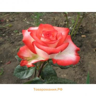 Саженец розы Блажь,  Весна 2024, 1 шт.