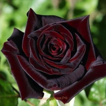 Саженец розы Блек Баккара, 1шт, Весна 2022