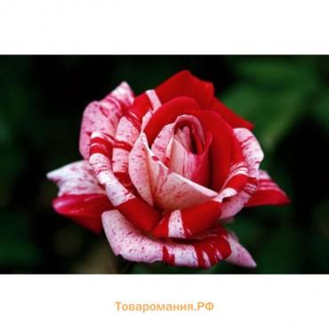Саженец розы Папагено,  Весна 2024, 1 шт.