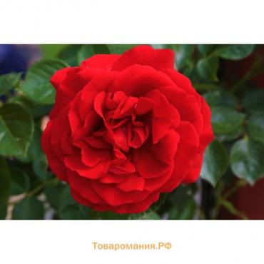 Саженец розы "Якудза", 1 шт,  Весна 2024